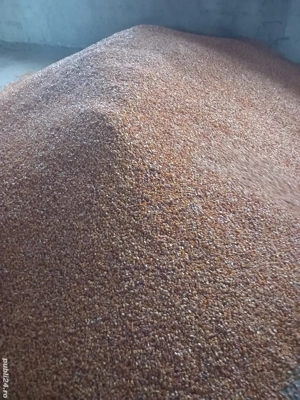 Vand porumb calitate superioara