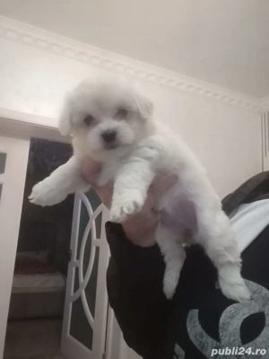 vând bichon maltez miny  - imagine 2