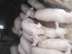 Purcei de vânzare 15 săptămâni 