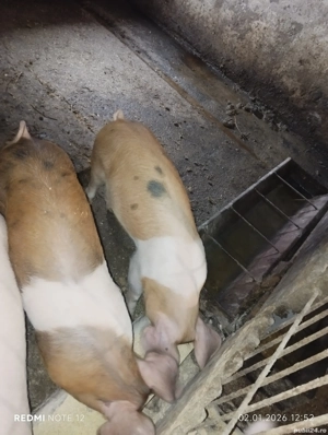 Vând soldani - imagine 2