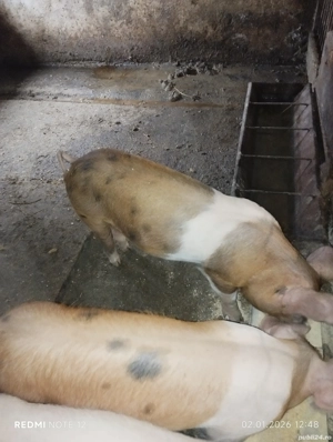 Vând soldani - imagine 3