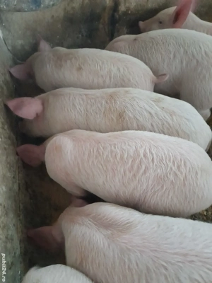 purcei 9 săptămâni 240 lei  - imagine 4