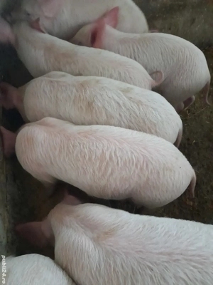 purcei 9 săptămâni 240 lei  - imagine 2