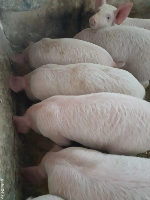 purcei 9 săptămâni 240 lei 