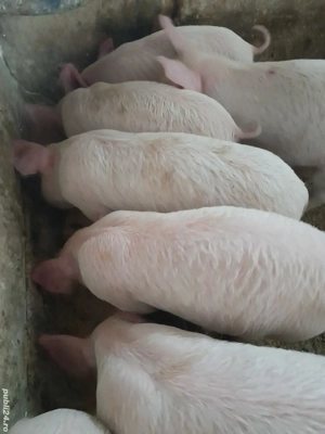 purcei 9 săptămâni 240 lei  - imagine 3