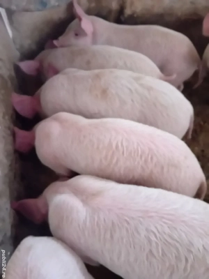 purcei 9 săptămâni 240 lei - imagine 2