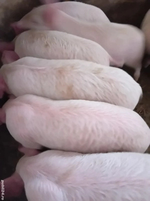 purcei 9 săptămâni 240 lei - imagine 3