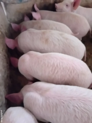 purcei 9 săptămâni 240 lei - imagine 4