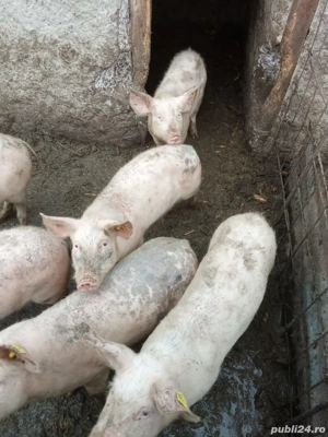 Purcei de vanzare  - imagine 4