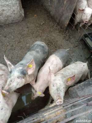 Purcei de vanzare 
