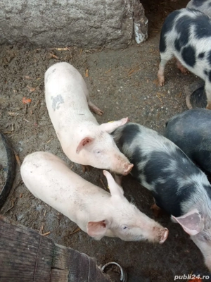 Purcei de vanzare  - imagine 3