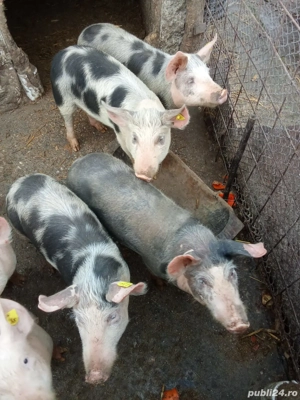 Purcei de vanzare  - imagine 2