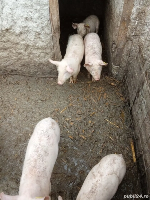Purcei de vanzare  - imagine 5