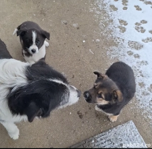 Donez cateluși - imagine 3