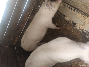 3 scroafe gestante in 3-3jumatate