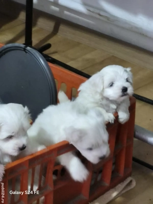 vand catei bichon. - imagine 3