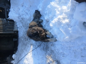 caucazian ciobănesc  - imagine 3