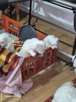 vand catei bichon. - imagine 4