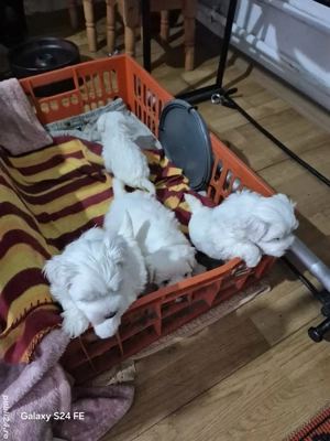 vand catei bichon. - imagine 2