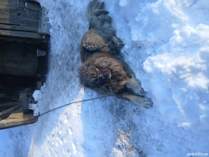 caucazian ciobănesc  - imagine 2