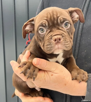 American Bully Micro