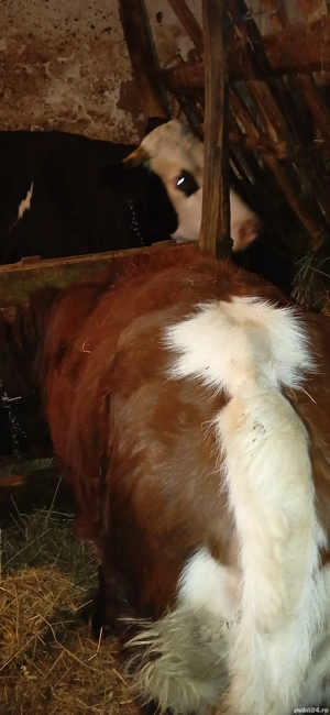 Vand vitea baltatta  - imagine 2