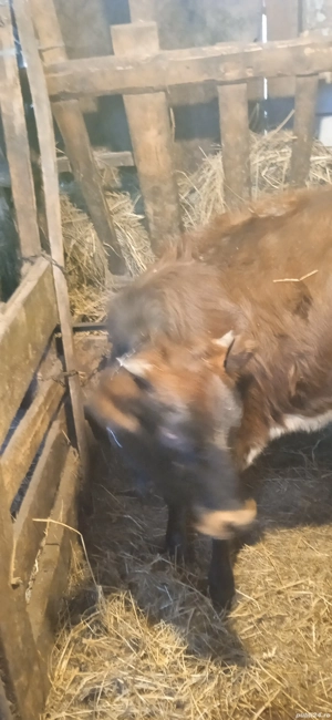 Vand vitea baltatta  - imagine 3