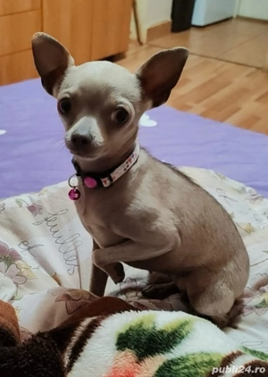 Chihuahua fetițâ 2 ani - imagine 4