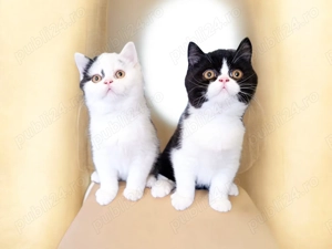 British Shorthair  - imagine 3