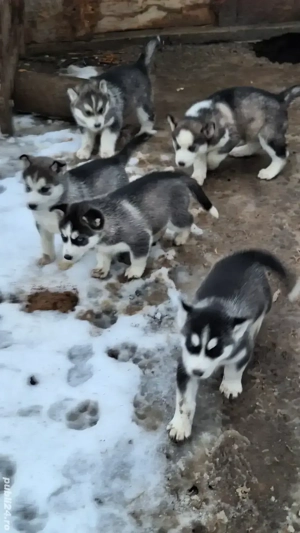 Pui husky 