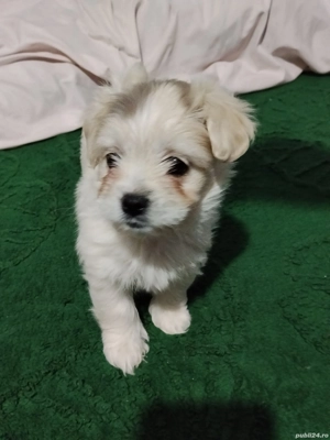 vând bichon  - imagine 4
