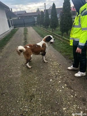 Femela de Saint bernard  - imagine 2