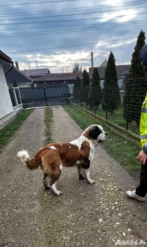 Femela de Saint bernard  - imagine 3