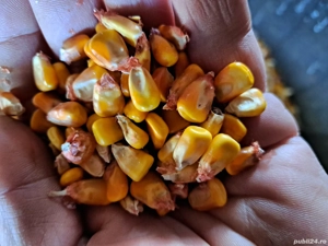 Malai,porumb boabe și stiulete 