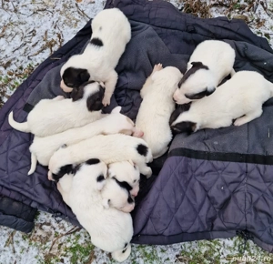 10 catei spre adoptie