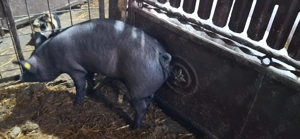 TOP Scrofita duroc cu pietrain TOP si metis de marele alb TOP - imagine 2
