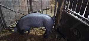 TOP Scrofita duroc cu pietrain TOP si metis de marele alb TOP - imagine 4