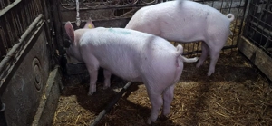 TOP Scrofita duroc cu pietrain TOP si metis de marele alb TOP - imagine 3