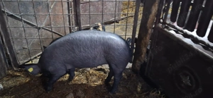 TOP Scrofita duroc cu pietrain TOP si metis de marele alb TOP - imagine 5