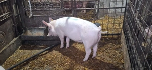 TOP Scrofita duroc cu pietrain TOP si metis de marele alb TOP