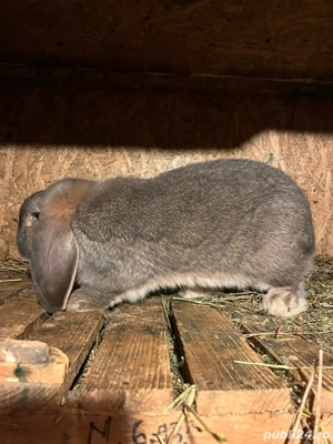 schimb iepuri - imagine 2