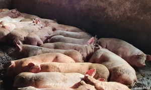porci de carne 170-200 kg