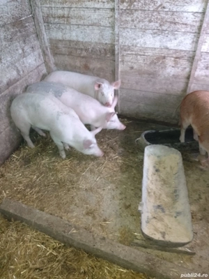 Purcei de vanzare in Costesti,Buzau. - imagine 3