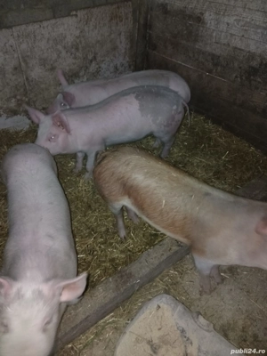 Purcei de vanzare in Costesti,Buzau. - imagine 4