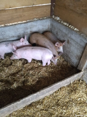 Purcei de vanzare in Costesti,Buzau. - imagine 5