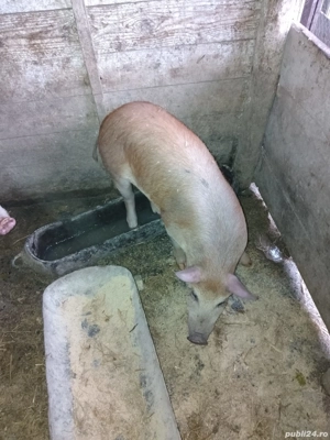 Purcei de vanzare in Costesti,Buzau. - imagine 2