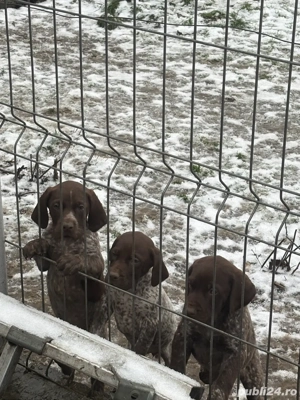 Căței Brac German cu Păr Scurt   Disponibili pentru Noi Familii Iubitoare - imagine 2