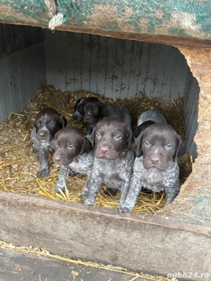 Căței Brac German cu Păr Scurt   Disponibili pentru Noi Familii Iubitoare