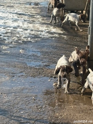 Căței Brac German cu Păr Scurt   Disponibili pentru Noi Familii Iubitoare - imagine 5