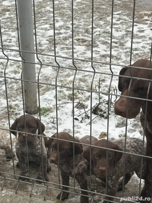 Căței Brac German cu Păr Scurt   Disponibili pentru Noi Familii Iubitoare - imagine 4